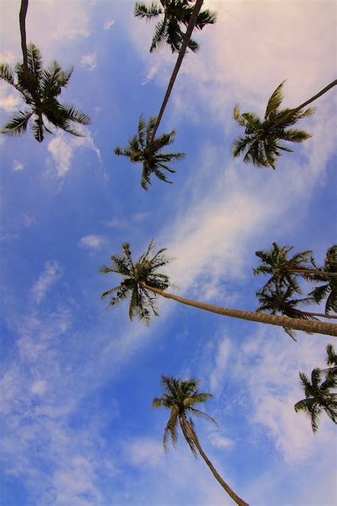 Bottom View Of Palm Trees · Free Stock Photo