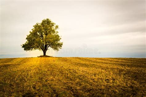 Lonely Tree On A Field Stock Image Image Of Grass Beauty 82525015