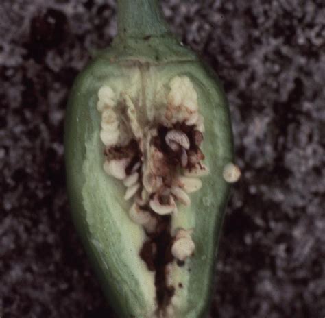 Pepper Bell Diseases And Pests Description Uses Propagation