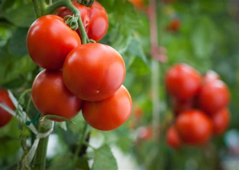 Top 10 Faqs About Tomatoes Naturefresh Farms