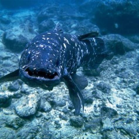 Living Fossil Coelacanth Genome Sequenced Bbc News