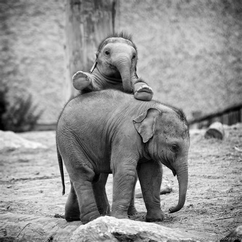 Baby Elephants The Snooze Button