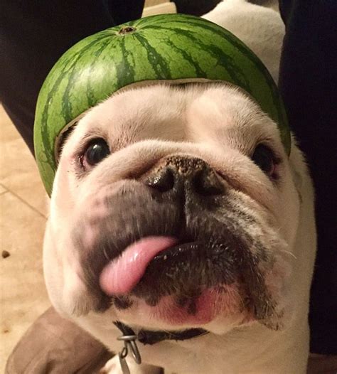 Dogs Wearing Watermelon Helmets Cute Dogs Dogs Fluffy Dog Breeds