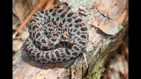 Lifer Pygmy Rattlesnake Herping The Florida Panhandle Youtube