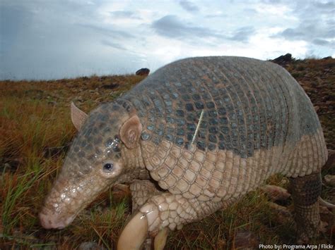 Interesting Facts About Armadillos Just Fun Facts