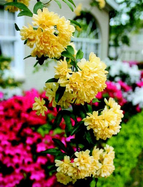 When do spring flowers bloom in texas. the Azalea and Spring Flower Trail in Tyler, Texas ...