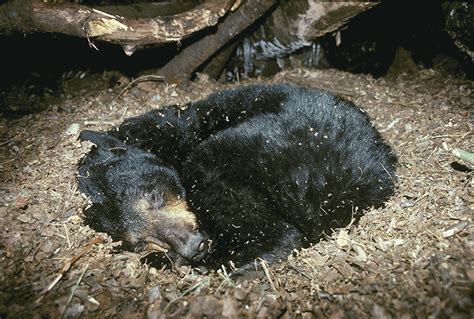 Como Os Ursos Hibernam Super