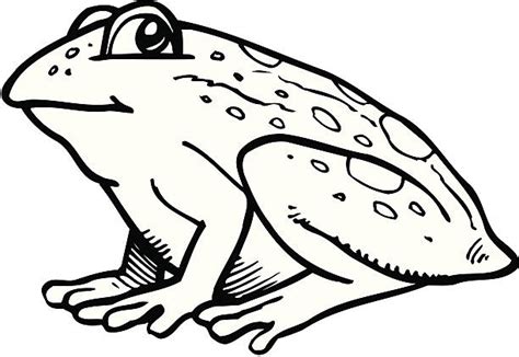 Best Frog Clipart Black And White Illustrations Royalty Free Vector