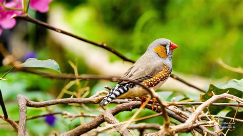 6 Gouldian Finch Hd Wallpapers De5