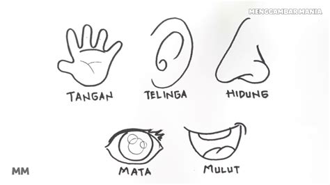 Cara Melukis Hidung Orang Cara Menggambar Sketsa Hidung Neva Jaskolski