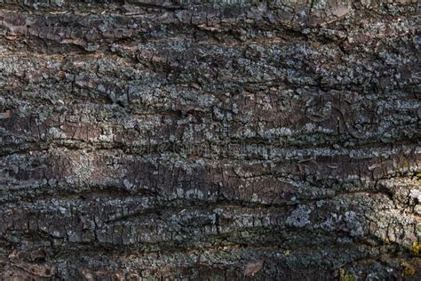 Bark Of Dark Tree Oak Texture Background Stock Photo Image Of