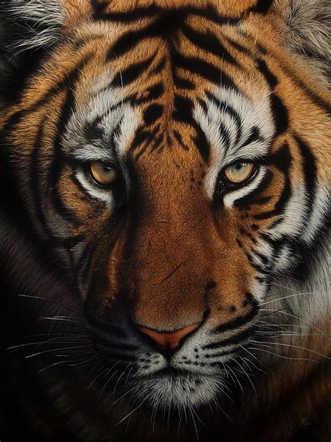 Simply Creative Incredibly Detailed Wildlife Scratchboard