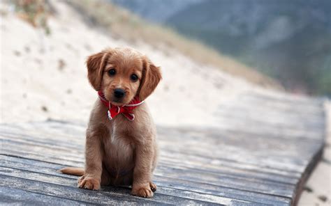 Free Wallpapers Dog Puppy Portrait