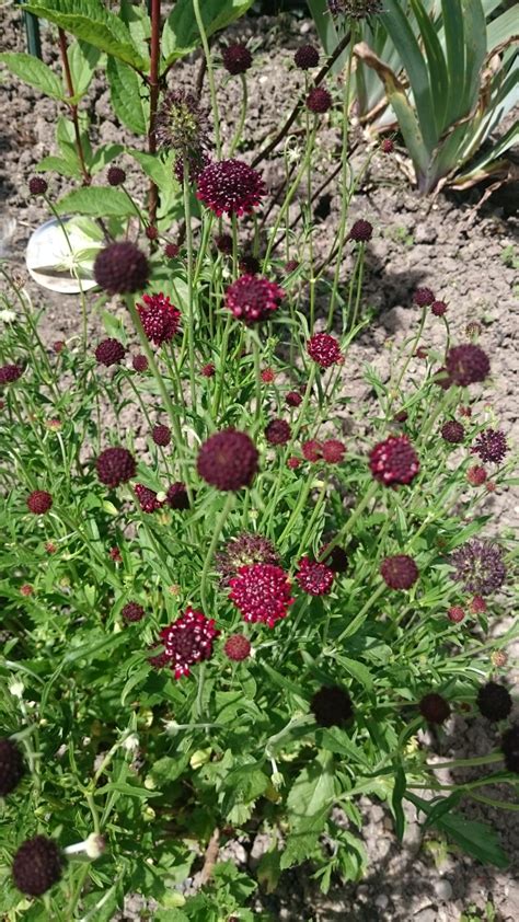 Scabiosa Atropurpurea ‘chile Black Scabieuse à Fleurs Noires