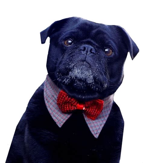 Dog Clothes Dog Bow Tie Collar Check Sequin Bow Fashion Houndz