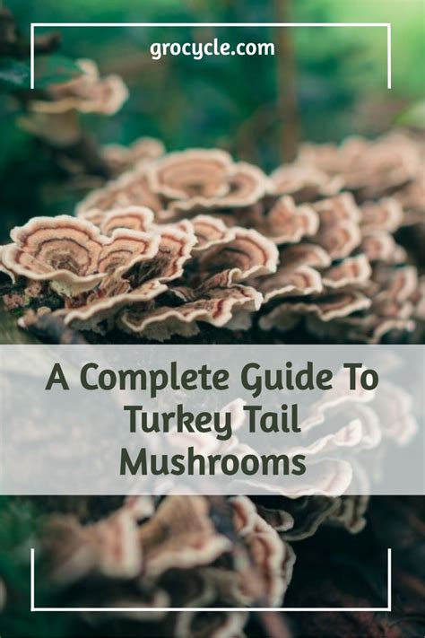 a complete guide to turkey tail mushrooms artofit