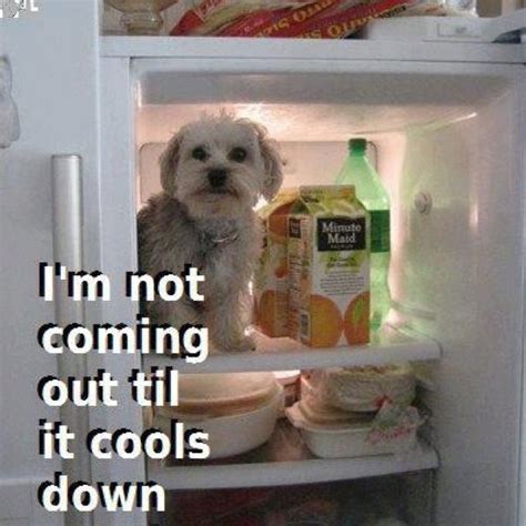 Hot Enough For Ya Hot Weather Humor Dog Jokes Hvac Humor