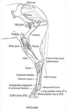 The carpus is a common site for direct trauma most commonly a kick from another horse. Horse Life and Love: The Hindleg
