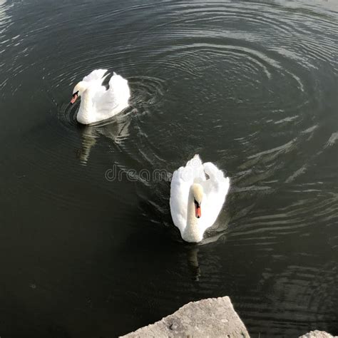 Two Beautiful White Swans Stock Photo Image Of Loving 161396716