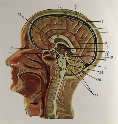 Sagittal Cut Of Head Diagram Quizlet