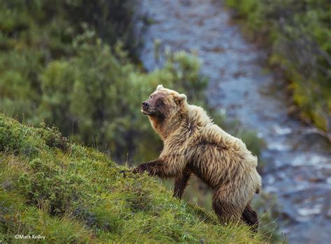 Grizzly Bear Denali National Park Alaska 2971mark Kelley Mark Kelley