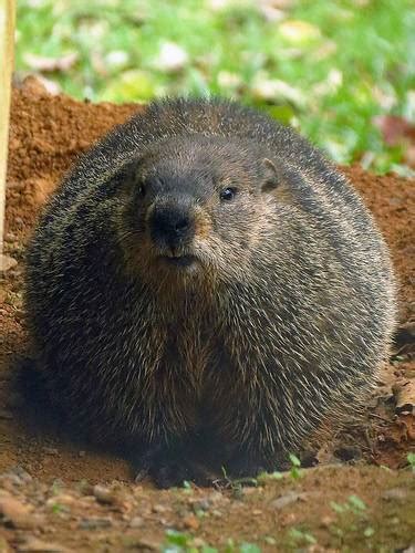 They live underground in burrows and come out during the day to feed on vegetation in your yard. A Groundhog Day Public Speaking Lesson - Manner of ...