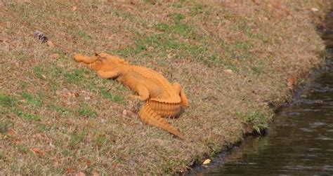 Trumpagator The Orange Alligator Sighted In South Carolina