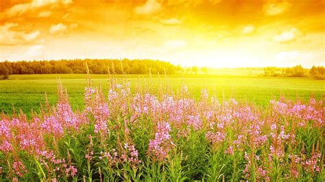 Download Spring Season Flowers Grass Field Morning Sunrise Wallpaper