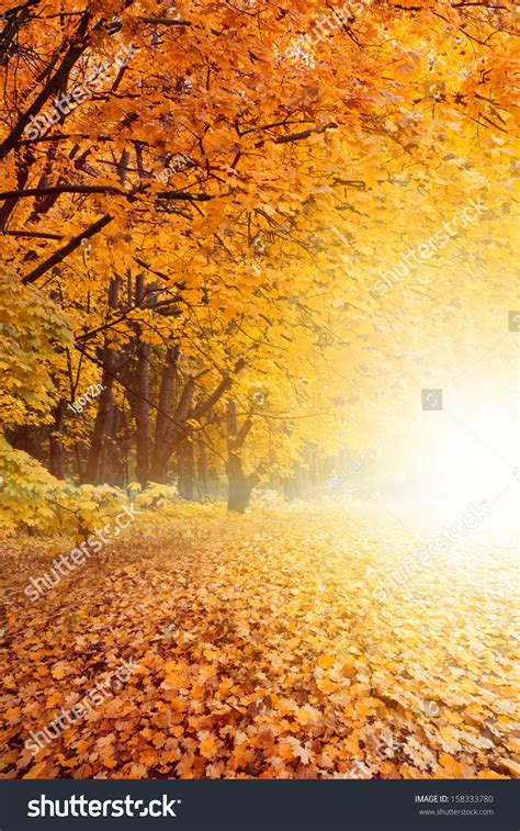 Beautiful Autumn Background Yellow Orange Red Leaves