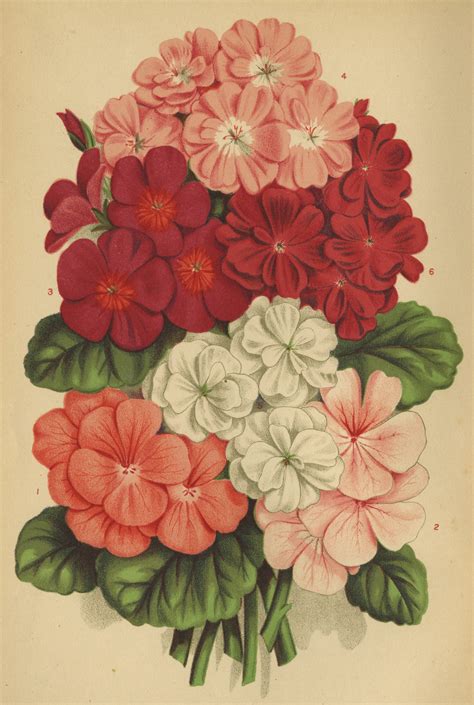Ten Victorian Flowers We Still Love National Garden Bureau