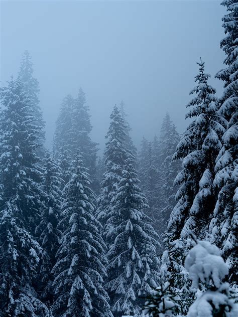 Pines Trees Snow Blizzard Winter Hd Phone Wallpaper Peakpx