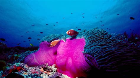 Sea Life Anemone Sea Anemone Blue Magnificent Animal 1080p
