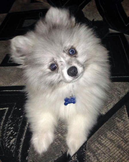 Pomeranian Puppies With Blue Eyes Pets Lovers