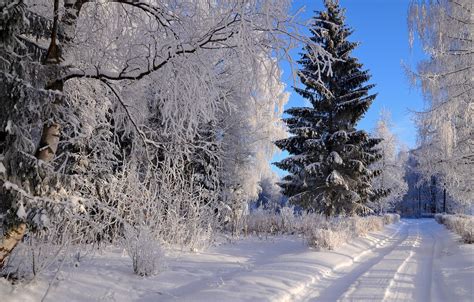 Wallpaper Winter Frost Road Forest The Sky Light Snow Trees For