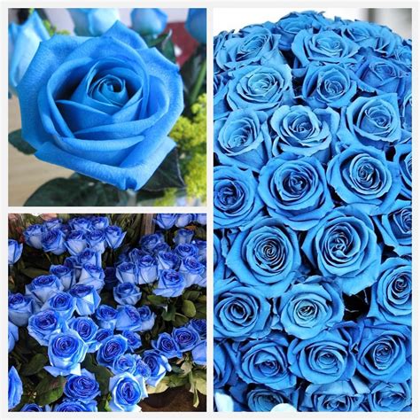 Buy Seedcoast Blue Rose Seeds For Planting Rare Rose Bushes Ready To