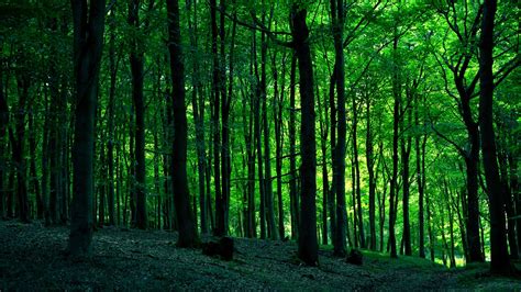 Green Forest Hd Wallpaper Background Image 1920x1080 Id1036023