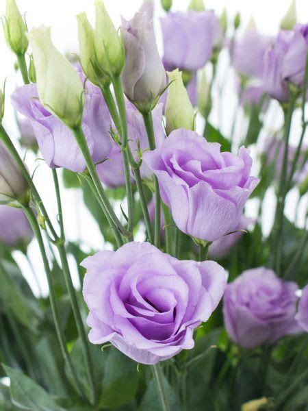 lisianthus eustoma „rosita lavender“ lila bestellen beautiful rose flowers lilac flowers