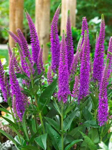 Veronica Purpleicious Bluestone Perennials
