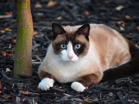 Snowshoe And Ragdoll Cats These Are What You Need To Know