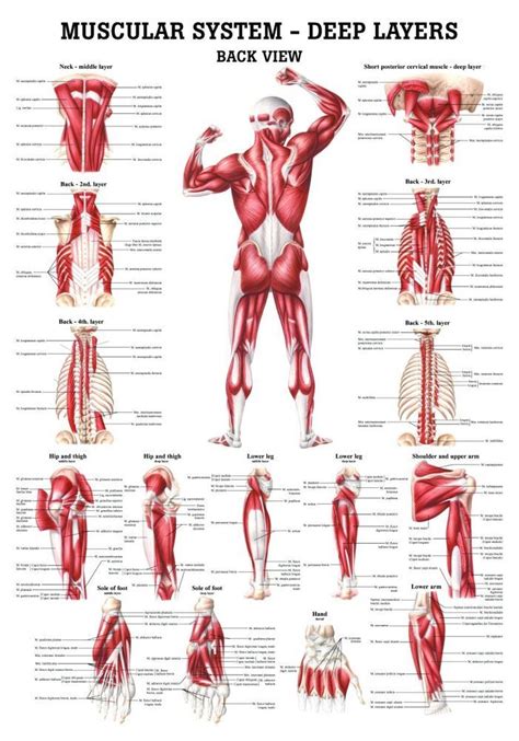 The Muscular System Deep Layers Back Laminated Anatomy Chart Human Body Anatomy Human