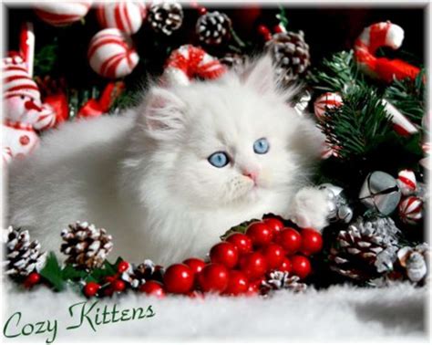 Cute Christmas Kittens 26 Pics