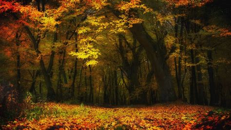 壁纸 阳光 树木 景观 灯光 森林 秋季 树叶 性质 科 黄色 早上 厂 季节 林地 栖息地 自然环境