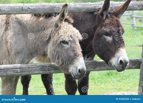 Donkey S Brown And Gray Stock Image Image Of Domestic Cute 43305505