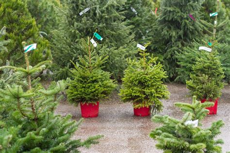 Pot Grown Nordman Fir Norway Spruce Bolton Christmas Trees