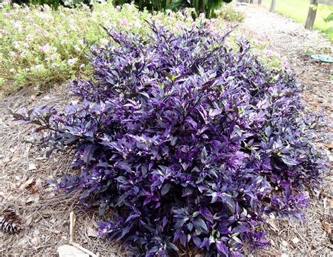 Ornamental peppers add color to fall landscapes - LSU AgCenter