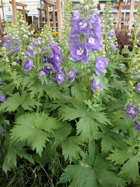 Photo Of The Leaves Of Delphinium Elatum Aurora™ Lavender Posted By