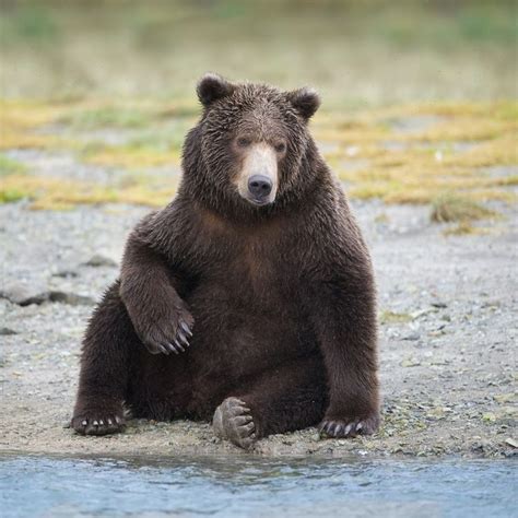 Bear Sitting By The Water Brown Bear Grizzly Bear Wild Animals Pictures