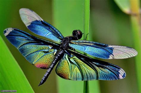 Pin By Joan Rogers On Color Dragonfly Photography Dragonfly Images