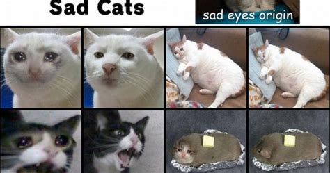 Sad Cat Meme Origin
