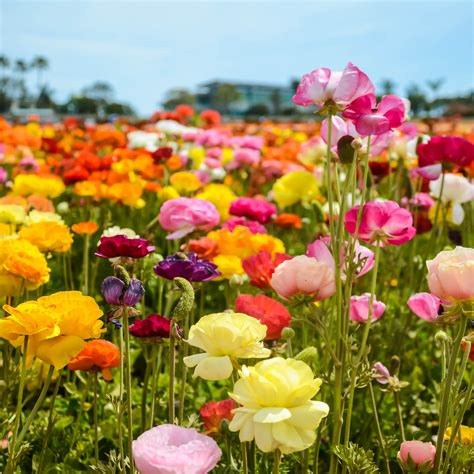 Flower Fields In Carlsbad California Flowerfields Carlsbad Mccabes